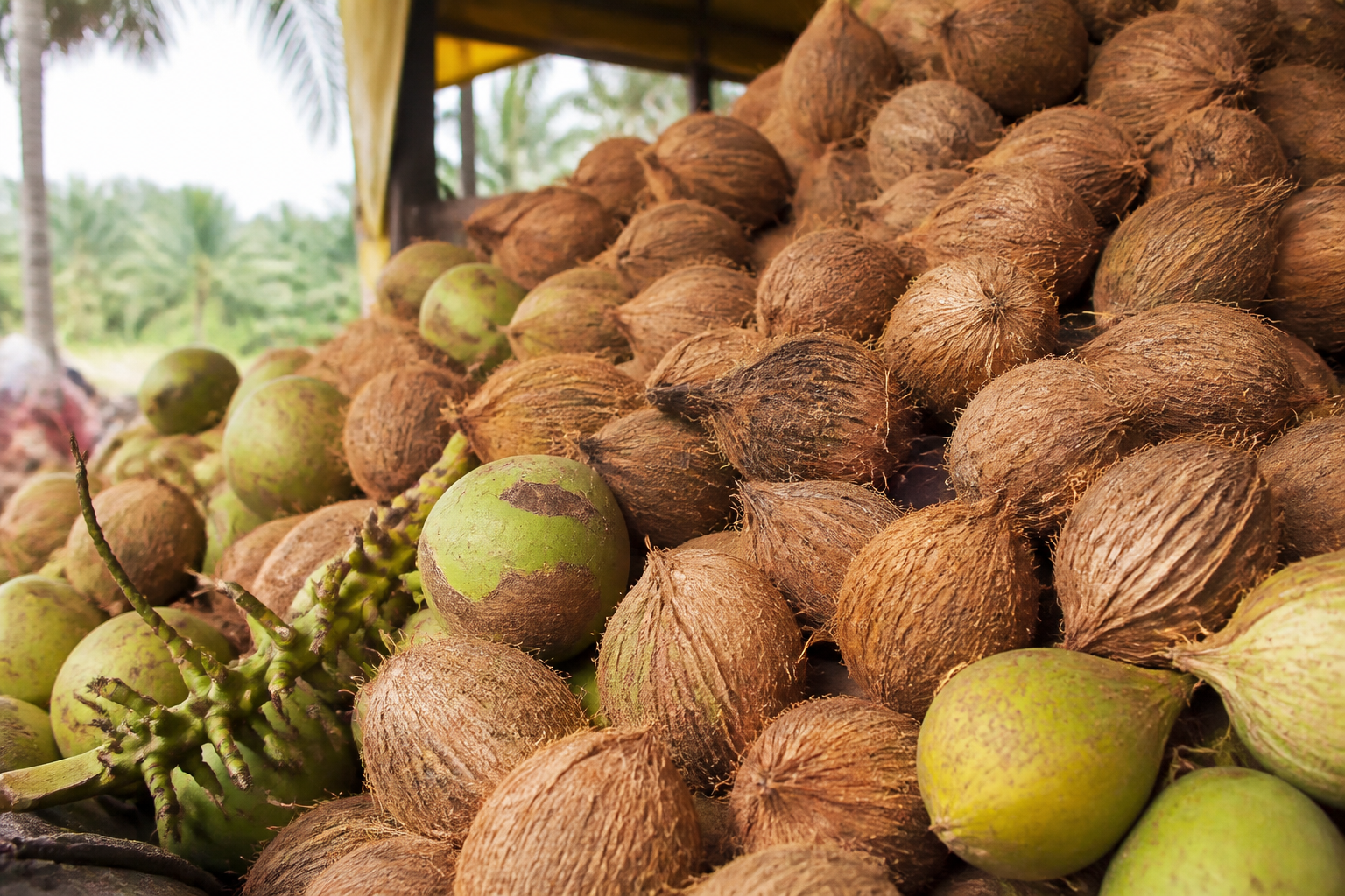 Large pile of fresh farm coconuts
